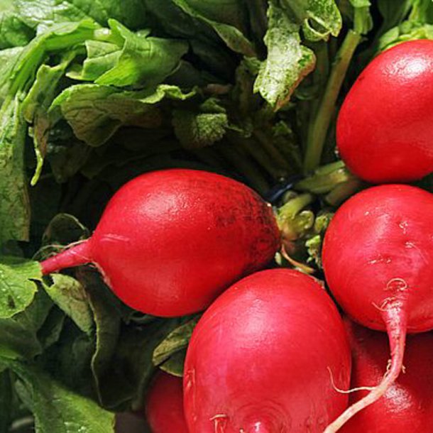 Radise <br>'Rondeel' <br><i>Raphanus sativus</i>