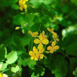 Svaleurt <br><i>Chelidonium majus </i><br><br>