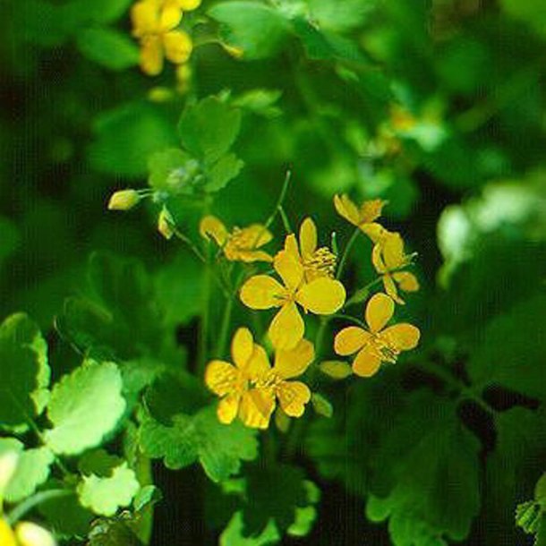 Svaleurt <br><i>Chelidonium majus </i><br><br>