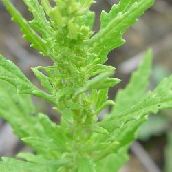 Epazote, <br>vellugtende gsefod<br><i>Chenopodium ambrosioides</i>