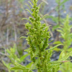 Epazote, <br>vellugtende gsefod<br><i>Chenopodium ambrosioides</i>