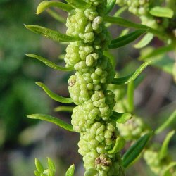 Epazote, <br>vellugtende gsefod<br><i>Chenopodium ambrosioides</i>