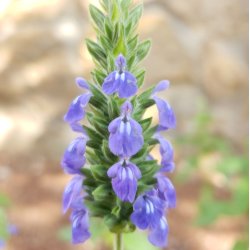 Chia <br><i>Salvia hispanica </i><br><br>