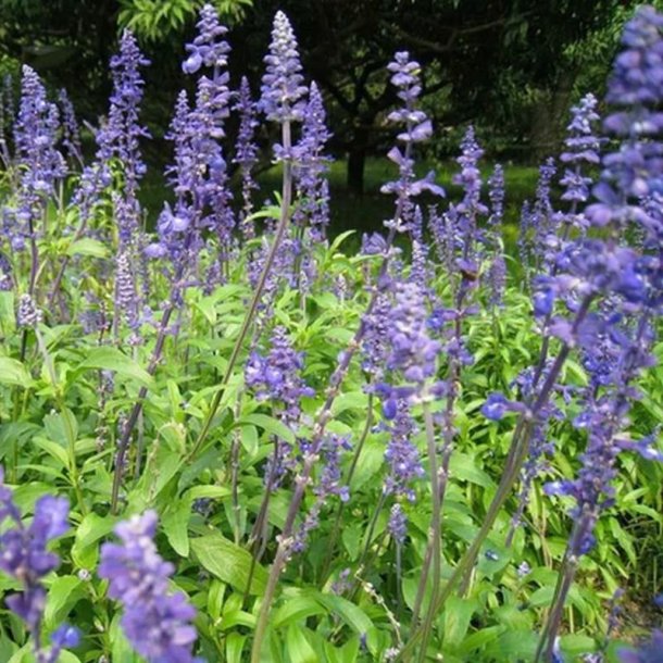 Chia <br><i>Salvia hispanica </i><br><br>