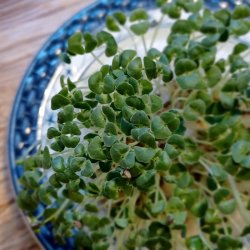 Chia <br><i>Salvia hispanica </i><br><br>