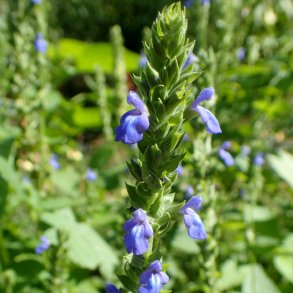 Chia <br><i>Salvia hispanica </i><br><br>