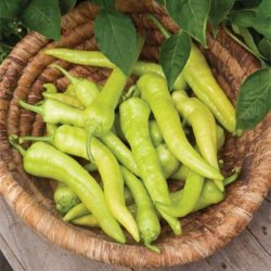 Chili <br>'Dracula'<br><i>Capsicum annuum</i>