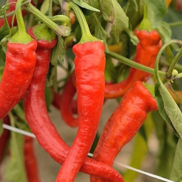 Chili <br>'Dracula'<br><i>Capsicum annuum</i>