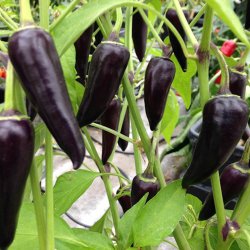 Chili <br>'Gusto Purple' F1 <br><i>Capsicum annuum</i>