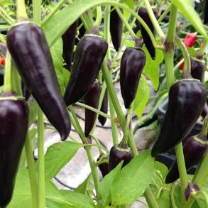 Chili <br>'Gusto Purple' F1 <br><i>Capsicum annuum</i>