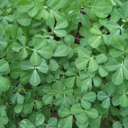 Bukkehorn  <br><i>Trigonella foenum-graecum</i>