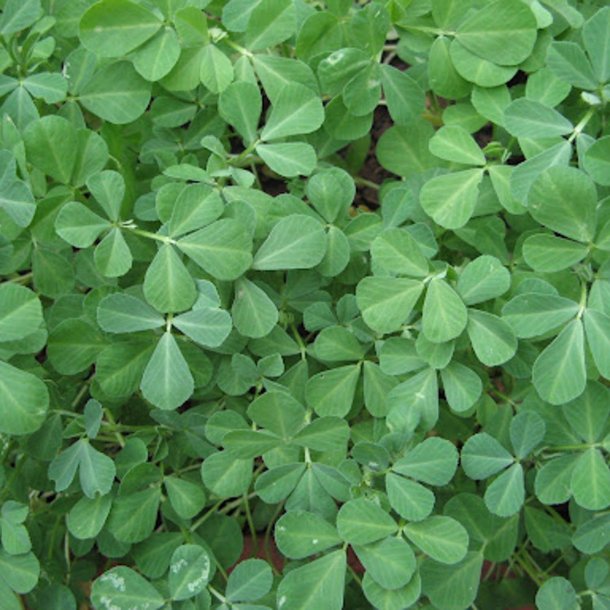 Bukkehorn  <br><i>Trigonella foenum-graecum</i>