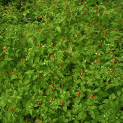 Chili 'Tepin' <br><i>Capsicum annuum var. glabriusculum </i>