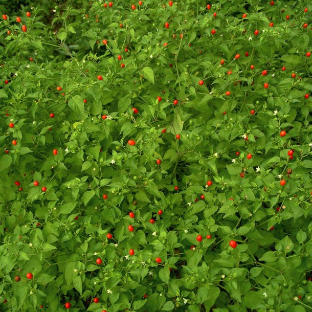 Chili 'Tepin' <br><i>Capsicum annuum var. glabriusculum </i>