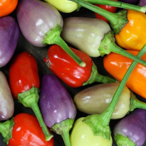 Chili <br> 'Chinese 5 Colour' <br><i>Capsicum annuum</i>