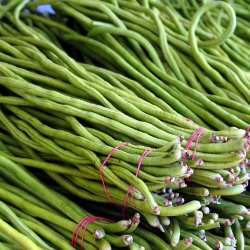 Meterbnne, <br>spaghettibnne<br><i>Vigna unguiculata ssp. sesquipedalis</i>