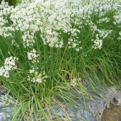 Kinapurlg  <br><i> Allium <br>tuberosum</i>