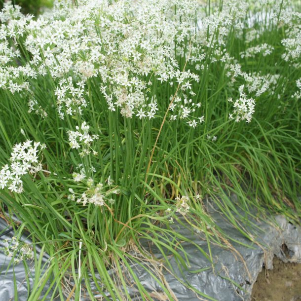 Kinapurlg  <br><i> Allium <br>tuberosum</i>