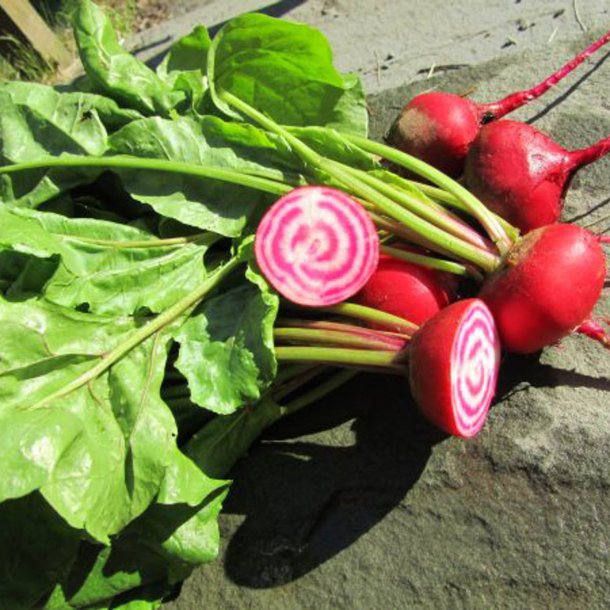 Rdbede <br>'Chioggia'<br><i>Beta vulgaris</i>