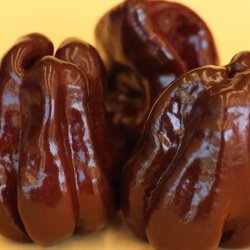 Chili <br>'Habanero Chocolate'<br><i>Capsicum chinense</i>