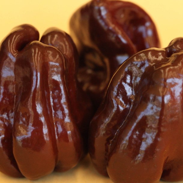 Chili <br>'Habanero Chocolate'<br><i>Capsicum chinense</i>