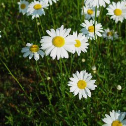 Marguerit, K�mpe <br><i>Leucanthemum maximum</i>