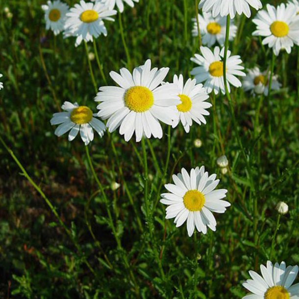 Marguerit, K�mpe <br><i>Leucanthemum maximum</i>