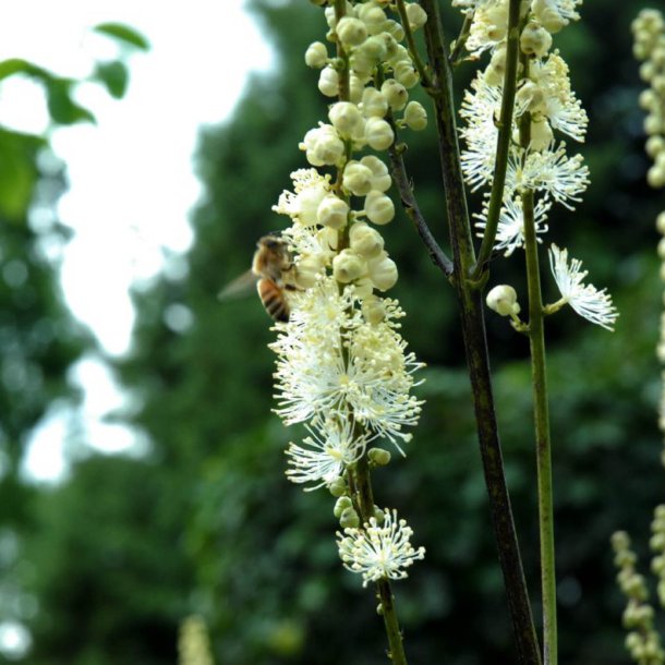 Slvlys, <br>Grnt lv<br><i>Cimicifuga racemosa/<br>Actaea r. </i>