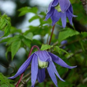 Skovranke, Alpe- <i>Clematis alpina </i>