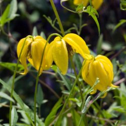 Skovranke, <br>sterlandsk<br><i>Clematis orientalis </i>