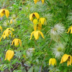 Skovranke, <br>sterlandsk<br><i>Clematis orientalis </i>