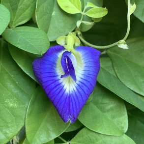 Clitoria, sommerfuglert/<br>Butterfly Pea <br><i>Clitoria ternatea </i>