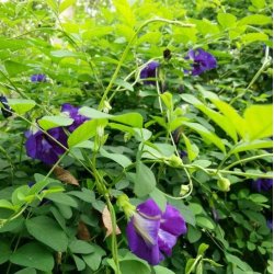 Clitoria, sommerfuglert/<br>Butterfly Pea <br><i>Clitoria ternatea </i>