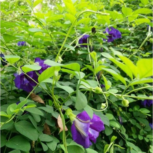 Clitoria, sommerfuglert/<br>Butterfly Pea <br><i>Clitoria ternatea </i>