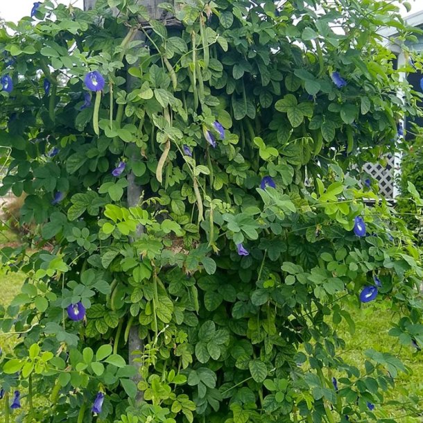 Clitoria, sommerfuglert/<br>Butterfly Pea <br><i>Clitoria ternatea </i>