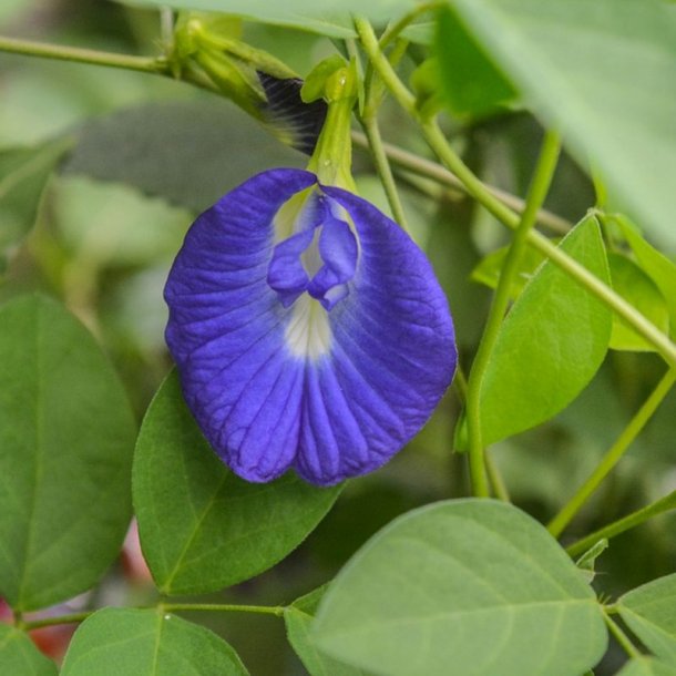 Clitoria, sommerfuglert/<br>Butterfly Pea <br><i>Clitoria ternatea </i>
