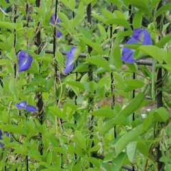 Clitoria, sommerfuglert/<br>Butterfly Pea <br><i>Clitoria ternatea </i>