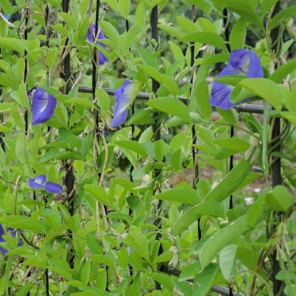Clitoria, sommerfuglert/<br>Butterfly Pea <br><i>Clitoria ternatea </i>