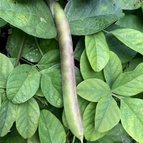 Clitoria, sommerfuglert/<br>Butterfly Pea <br><i>Clitoria ternatea </i>