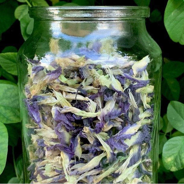 Clitoria, sommerfuglert/<br>Butterfly Pea <br><i>Clitoria ternatea </i>