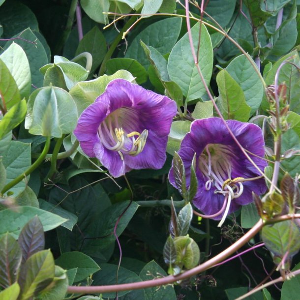 Klokkeranke <br>'Violet' <br><i>Cobaea scandens </i>  