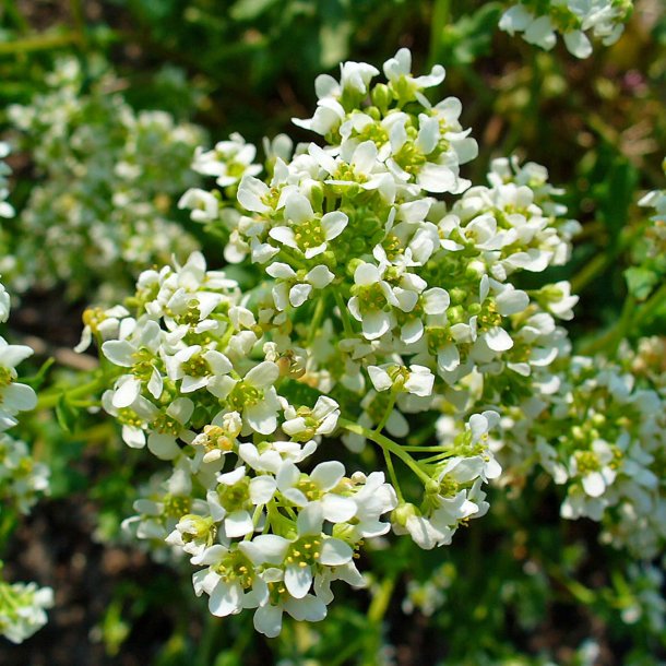 Kokleare, <br>Lge- <br><i>Cochlearia officinalis</i> 