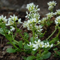 Kokleare, <br>Lge- <br><i>Cochlearia officinalis</i> 