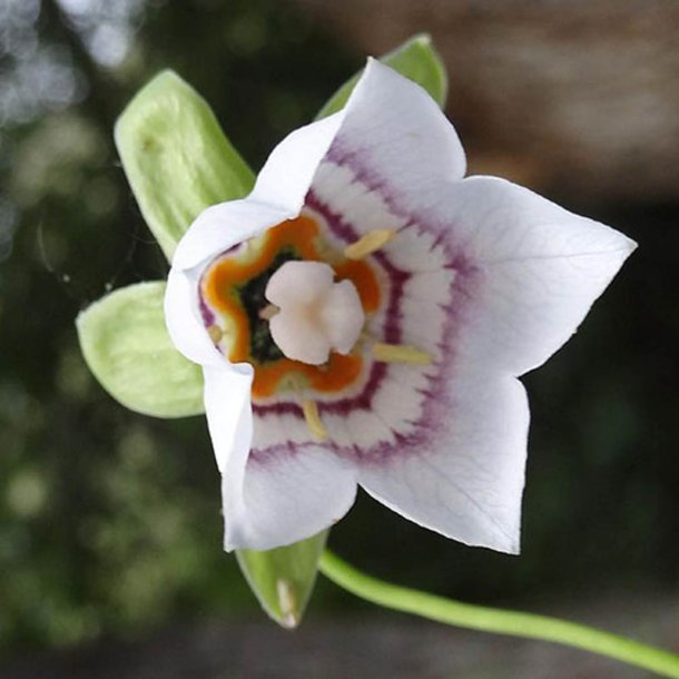 Snerleklokke, <br>Asiatisk <br><i>Codonopsis clematidea</i>