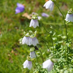 Snerleklokke, <br>Asiatisk <br><i>Codonopsis clematidea</i>