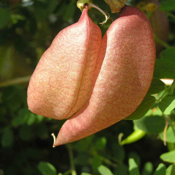 Blreblg <br><i>Colutea arborescens</i><br><br>