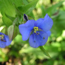 Himmelblomst <br><i>Commelina coelestis </i><br><br>
