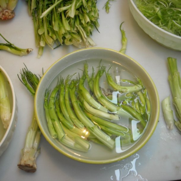 Puntarelle di Galatina, <br>Cikoriesalat<br><i>Cichorium intybus</i>