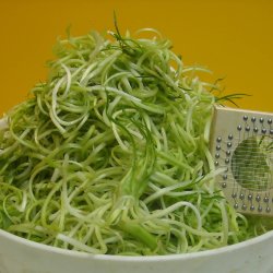 Puntarelle di Galatina, <br>Cikoriesalat<br><i>Cichorium intybus</i>