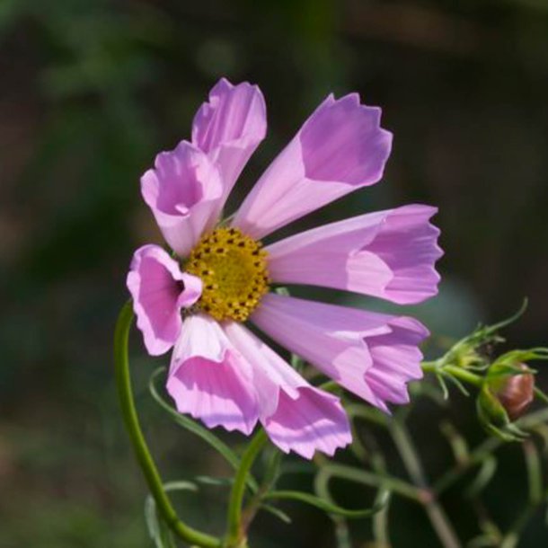 Stolt kavaler <br>'Seashells'<br> <i>Cosmos bipinnatus</i>